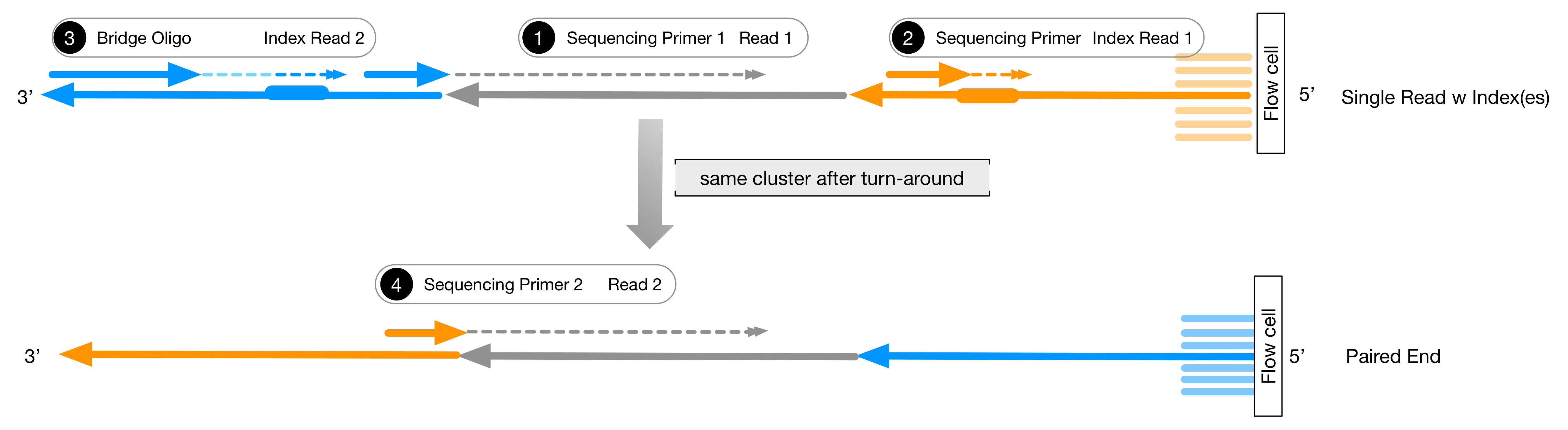 Paired End Sequencing Read Length Vella Maynard